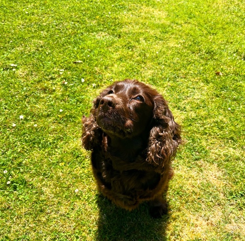 happy dog on the lawn