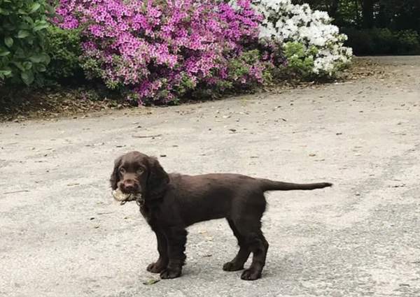 dog in the grounds in spring