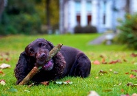 dog-friendly accommodation