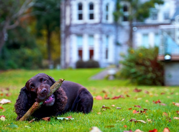 Dog on the lawn in front of the dog friendly hotel