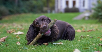 dog-friendly accommodation